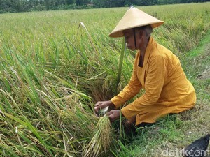 Daya Beli Petani Naik, Kesejahteraan Meningkat