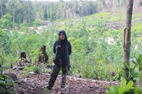 Kutukan Pohon Ulin dan Kisah Siti Maimunah di Hutan Adat
