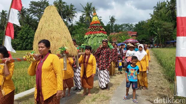 Wiwitan, upacara panen pagi di Yogyakarta.