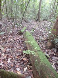 Pohon Ulin Dan Kisah Siti Maimunah Di Hutan Adat