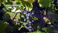 Buah anggur di perkebunan dipanen pada pagi hari menjelang siang agar kandungan airnya tetap terjaga. Sehingga jus buah yang dihasilkan guna membuat wine berkualitas baik (Wahyu/detikTravel)