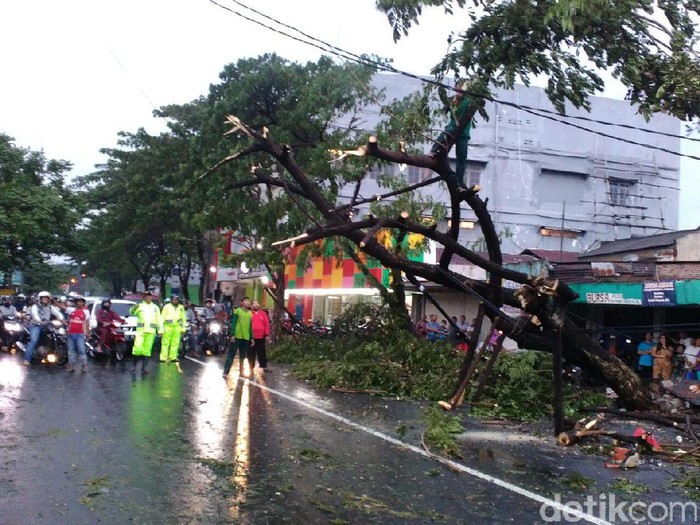 Dinas Kebersihan Belum Hitung Kerugian Pohon dan Tanaman yang Rusak