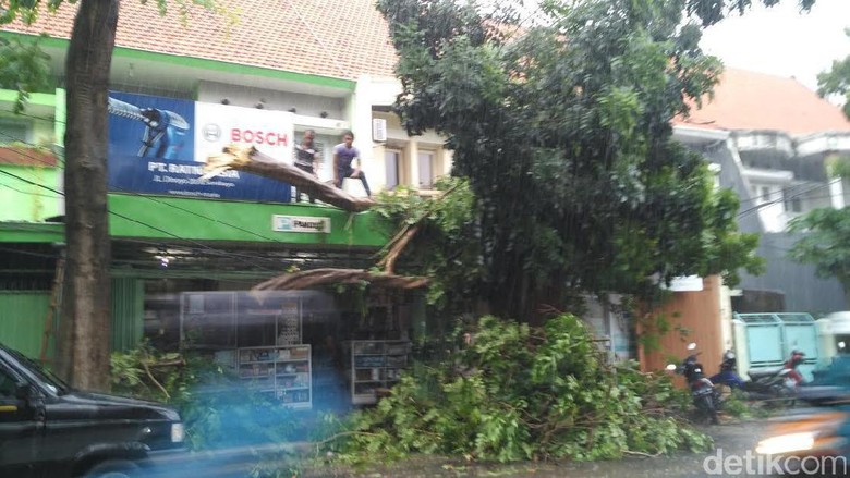 Pohon Spathodea Tumbang Timpa Toko  Peralatan Elektronik