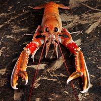 Meski Ada di Kepulauan Terpencil, Restoran Ini Dianugerahi Bintang Michelin