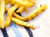 Sudah Tahu Belum, Semut Auto Kabur Jika Mencium 4 Aroma Ini!