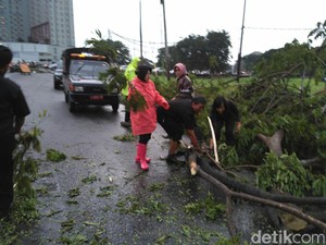 Berjas Hujan dan Sepatu Pink, Risma Bantu Bersihkan Pohon Tumbang