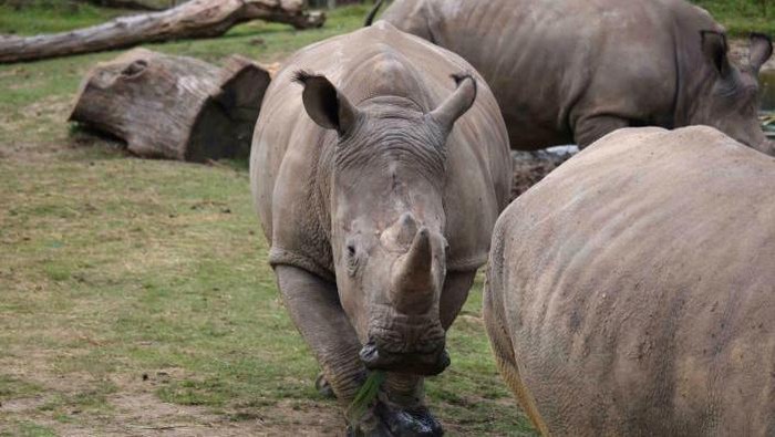 Penyusup Gergaji Cula Badak Putih di Kebun Binatang Perancis