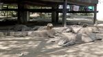 Potret Naga Purba di Taman Nasional Komodo