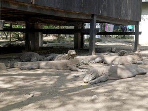 Hal yang Membuat Gigitan Komodo Begitu Mematikan