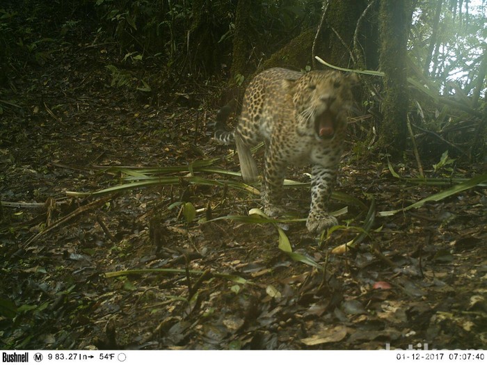 Populasi Macan Tutul di Jabar Masih Misterius