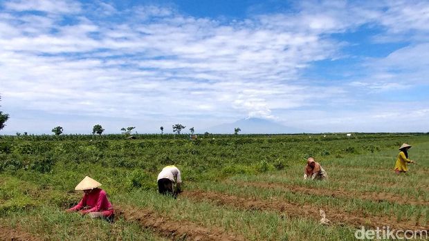 Persiapan panen bawang merah di Cirebon