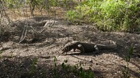 Isu pembangunan beberapa akomodasi di Pulau Rinca ditentang banyak pihak. Disebabkan, bisa merusak habitat komodo di sana (Kurnia/detikTravel)