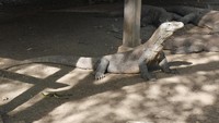 Komodo di Pulau Rinca lebih agresif dibanding di Pulau Komodo. Disebabkan, wilayah di Pulau Rinca lebih panas suhunya dengan lanskap padang savana (Kurnia/detikTravel)