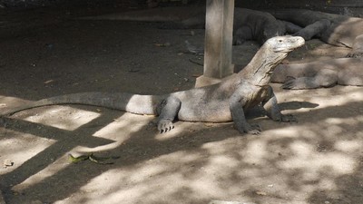 Potret Naga Purba di Taman Nasional Komodo