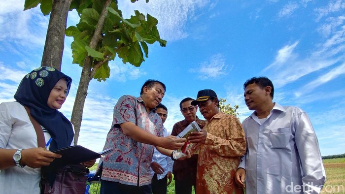 Jamin Pasokan Aman, Kementan Cek Persiapan Panen Cabai dan Bawang