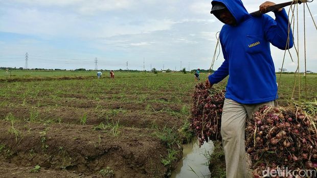 Panen raya bawang merah di Kabupaten Cirebon Foto: Tri Ispranoto/detikcom