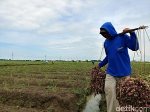 Direktur Pemenang Lelang Fasilitas Bawang Merah Diperiksa Polisi
