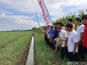 Panen Bawang Merah di Cirebon, Kementan: Harga Masih Rendah