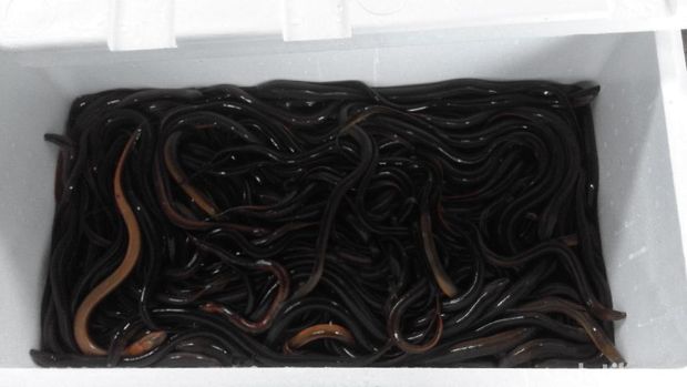 Ekspor belut ke China