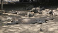 Komodo di Pulau Rinca (Kurnia/detikTravel)