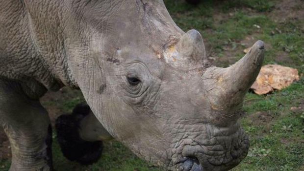 Penyusup Gergaji Cula Badak Putih di Kebun Binatang Perancis