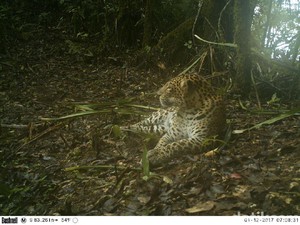 Kamera Jebak Tangkap Aktivitas 4 Macan Tutul di Gunung Sawal Ciamis