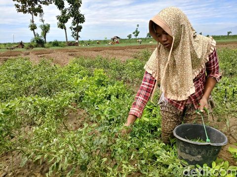 Persiapan panen cabai di Cirebon
