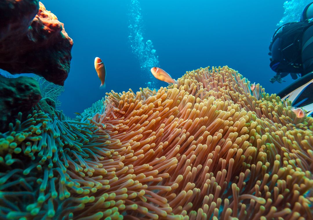 snorkeling