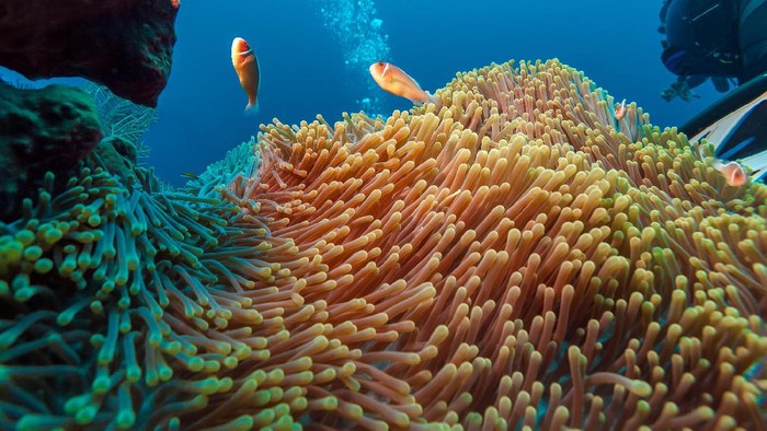 snorkeling