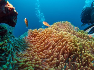 Diving di TN Komodo Dibatasi! Cuma Boleh 20 Menit-Gantian dengan Turis Lain