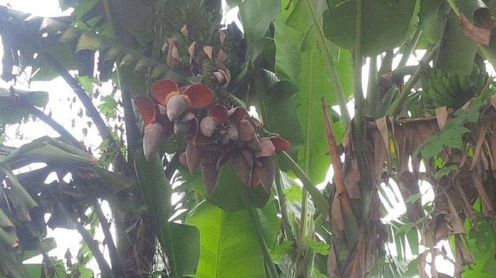 Unik, Jantung Pisang di Medan Ini Berjumlah 10