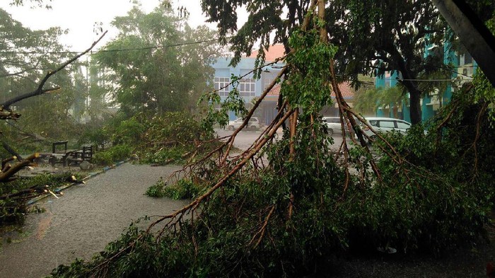 Hujan Angin Kembali Mengamuk di Surabaya, Pohon Bertumbangan