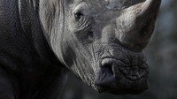Ini foto penampakan seekor badak putih bernama Vince sebelum dibunuh dengan cara ditembak tiga kali dibagian kepala lalu diambil culanya oleh seorang penyusup di kebun binatang Thoiry, Paris, Selasa (7/3) waktu setempat. REUTERS/Christian Hartmann.