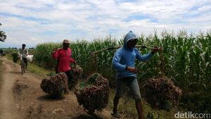 Harga Bawang Anjlok Jadi 8.000/Kg, Petani Tagih Janji Pemerintah