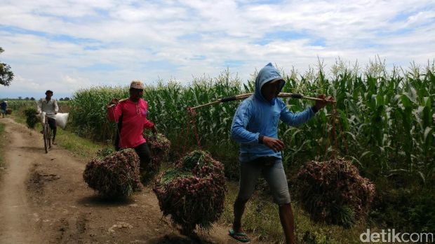 Panen raya bawang merah di Kabupaten Cirebon