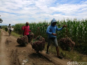 Ini Kata Polres Malang Soal Rekayasa Pengadaan Fasilitas Bawang Merah