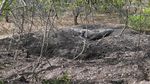 Potret Naga Purba di Taman Nasional Komodo