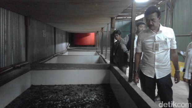 Ekspor belut ke China