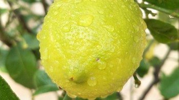 Saat mengambil foto makro lemon. (Foto: Oppo)