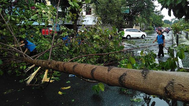 Hujan Angin Kembali 'Mengamuk' di Surabaya, Pohon Bertumbangan
