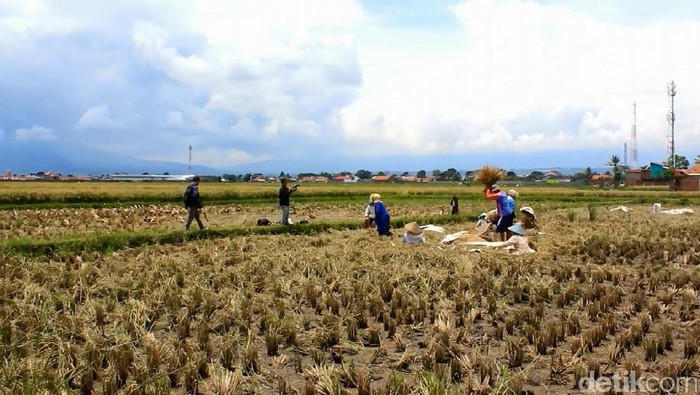 Sawah di Garut terkena limbah pabrik