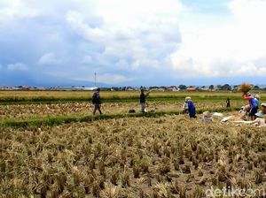 136 Ribu Ha Sawah Sudah Beralih Fungsi, RI Bisa Swasembada Pangan?