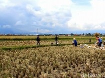 136 Ribu Ha Sawah Sudah Beralih Fungsi, RI Bisa Swasembada Pangan?