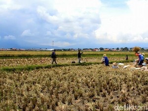 136 Ribu Ha Sawah Sudah Beralih Fungsi, RI Bisa Swasembada Pangan?