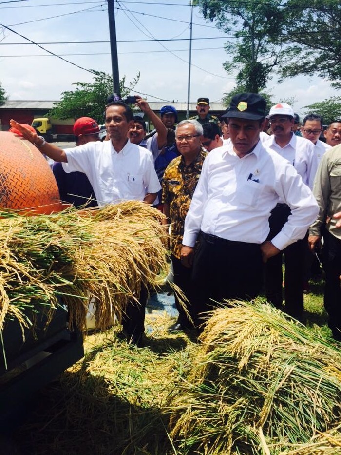 Mentan Jamin Bulog Mampu Serap Gabah Petani Jatim Rp 3.700/Kg