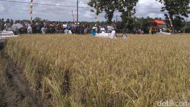 Mentan Amran di Purworejo