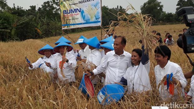 Rini Blusukan ke Indramayu dari Helikopter Turun ke Sawah Rini Blusukan ke Indramayu dari Helikopter Turun ke Sawah