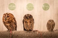 Tren Kafe Burung di Jepang Diterpa Isu Penyiksaan Hewan