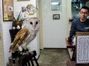 Tren Kafe Burung di Jepang Diterpa Isu Penyiksaan Hewan