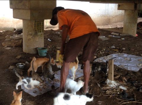 Ahmad saat memberi makan kucing